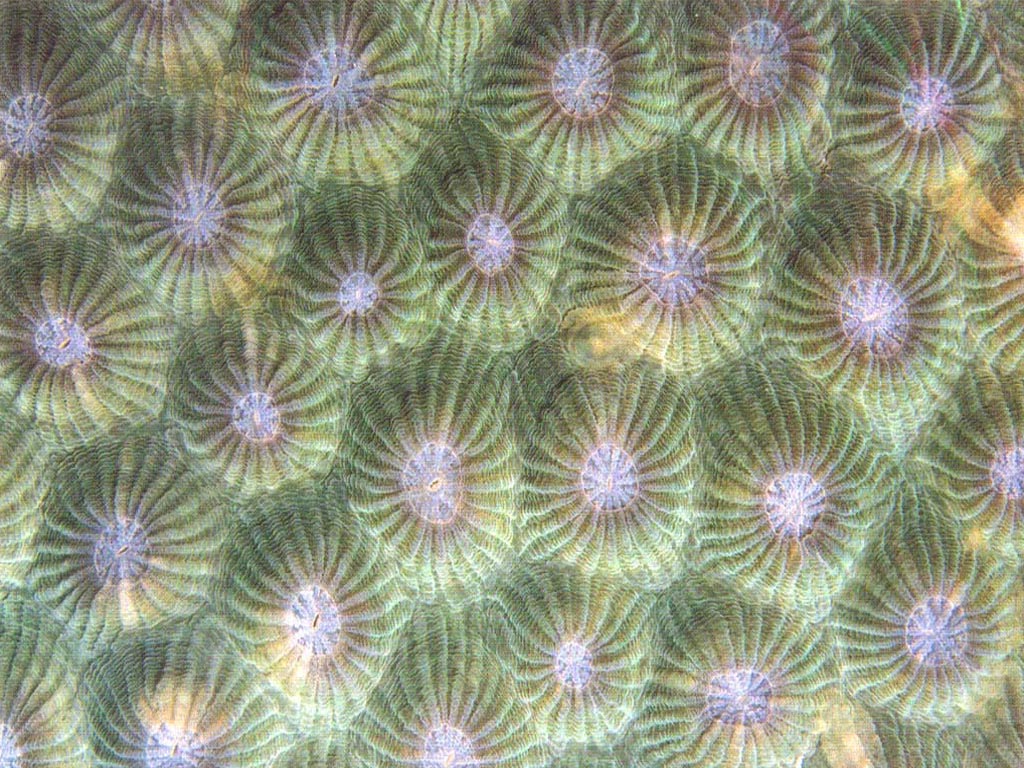 Fish054