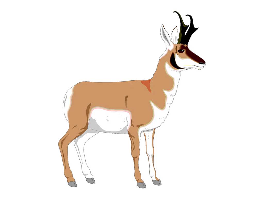 ANTELOPT