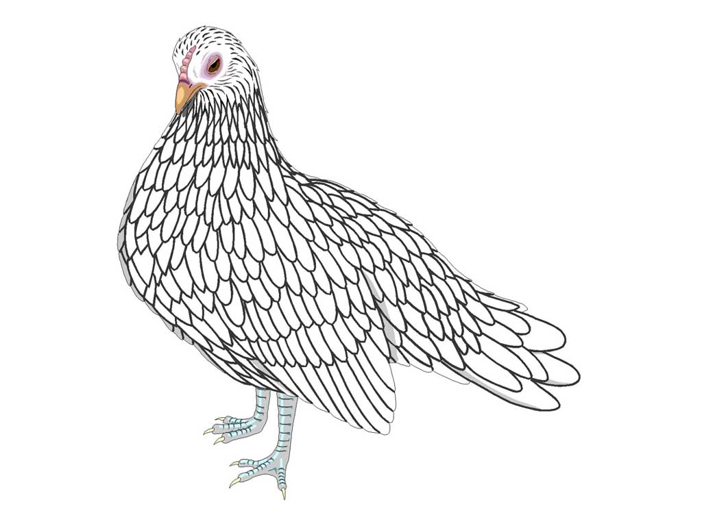 BANTAM