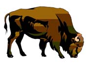 BISON1