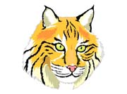 BOBCAT