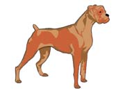 BOXER_C
