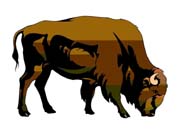 BUFFALO1