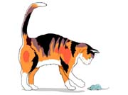 CALICO_C