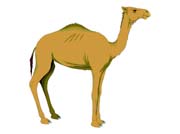 CAMEL