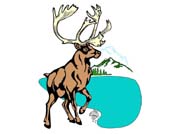CARIBOU