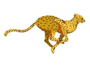 CHEETAH