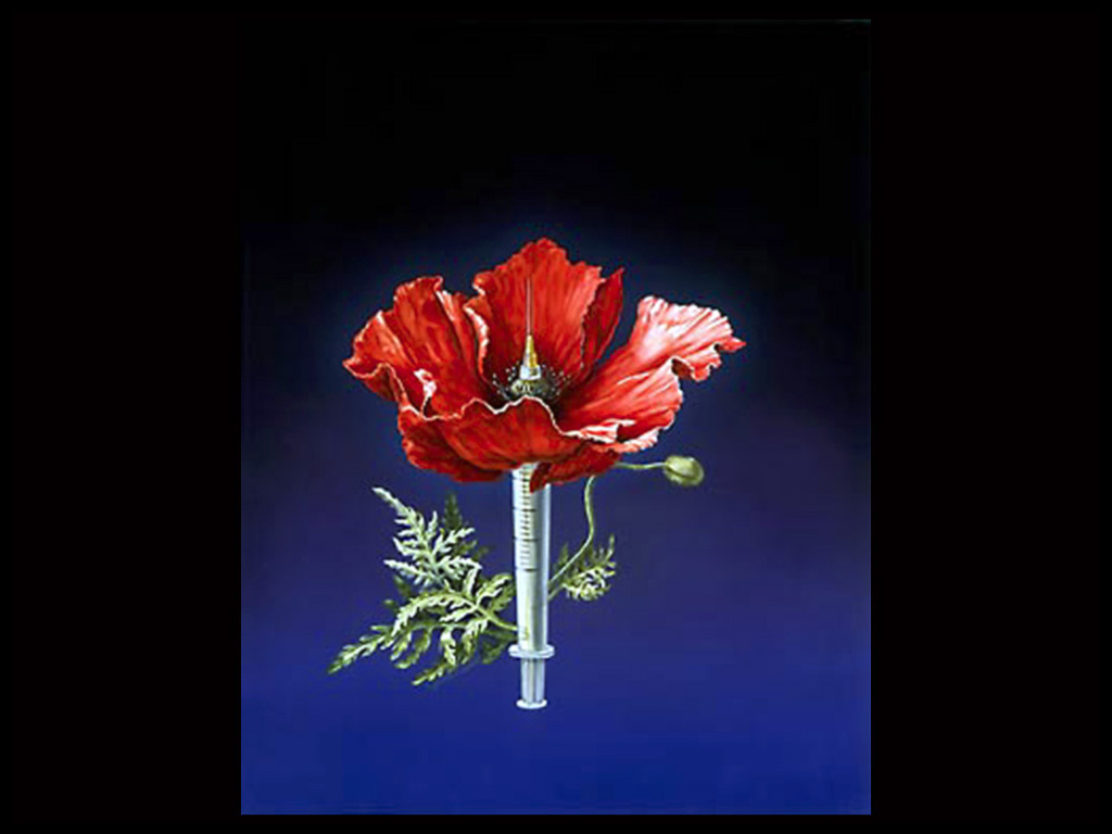 Poppy