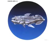 Anima006