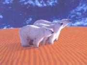Bearsand