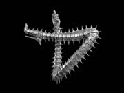 HGIGER