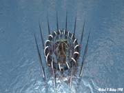 WATERS1