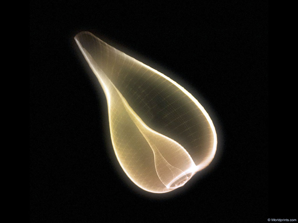 XRAY_S1