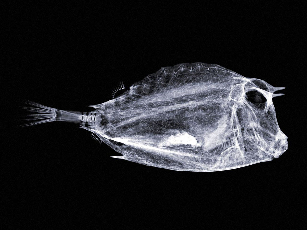 xray_fish1