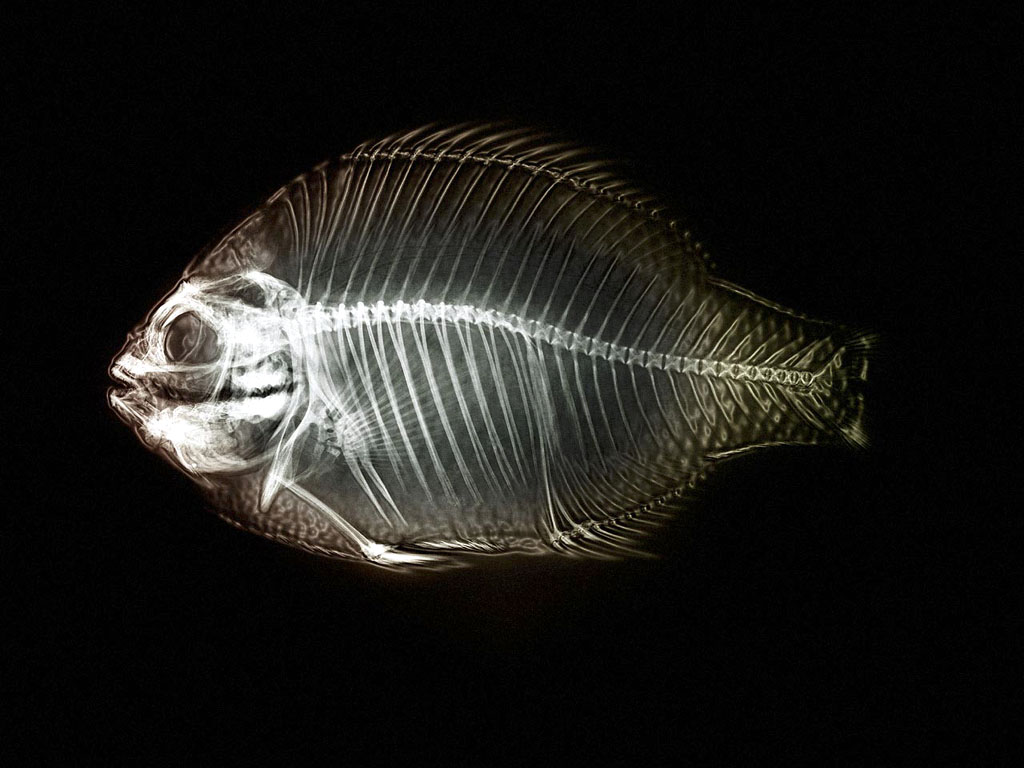 xray_fish2