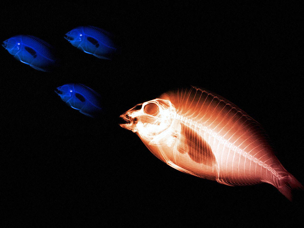 xray_fishpredator