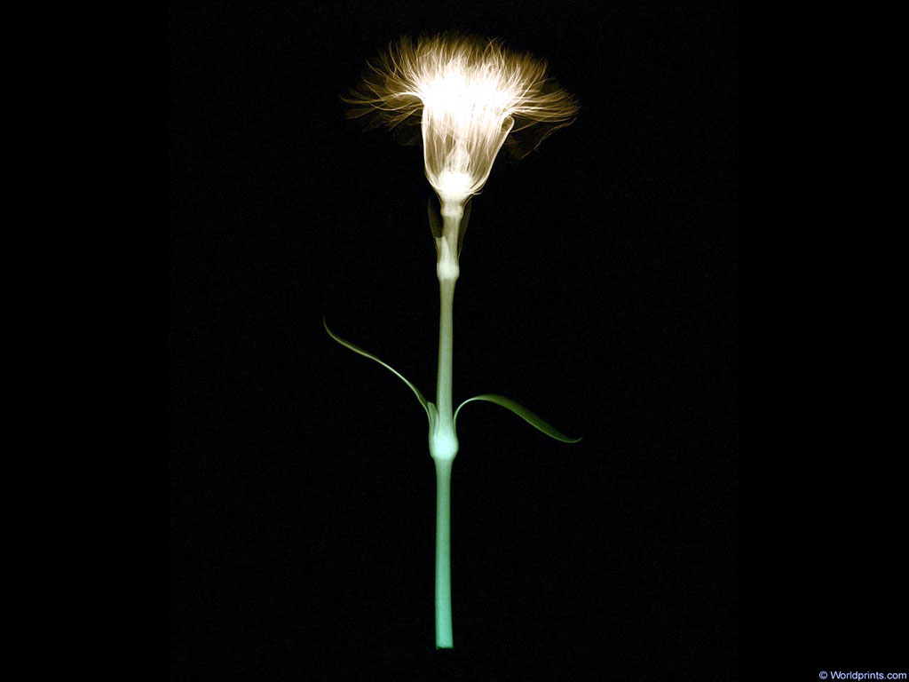xray_flower2