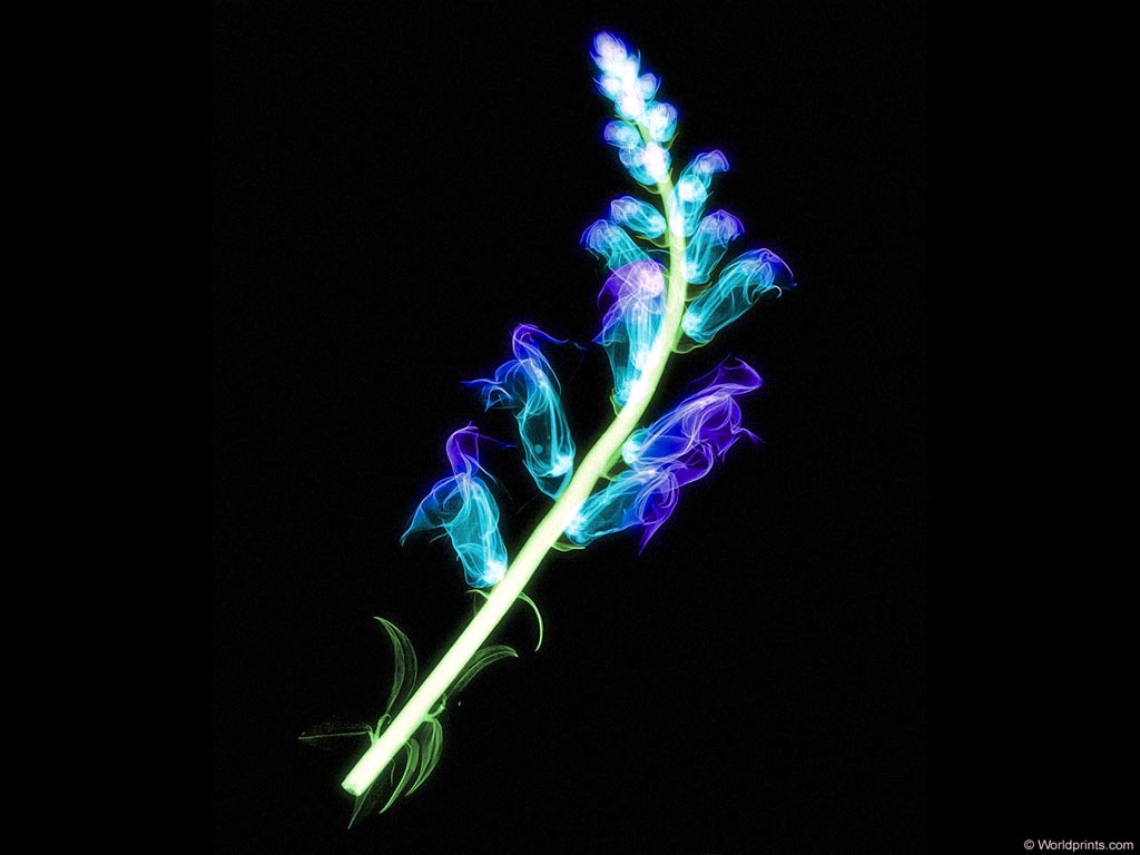 xray_flower3