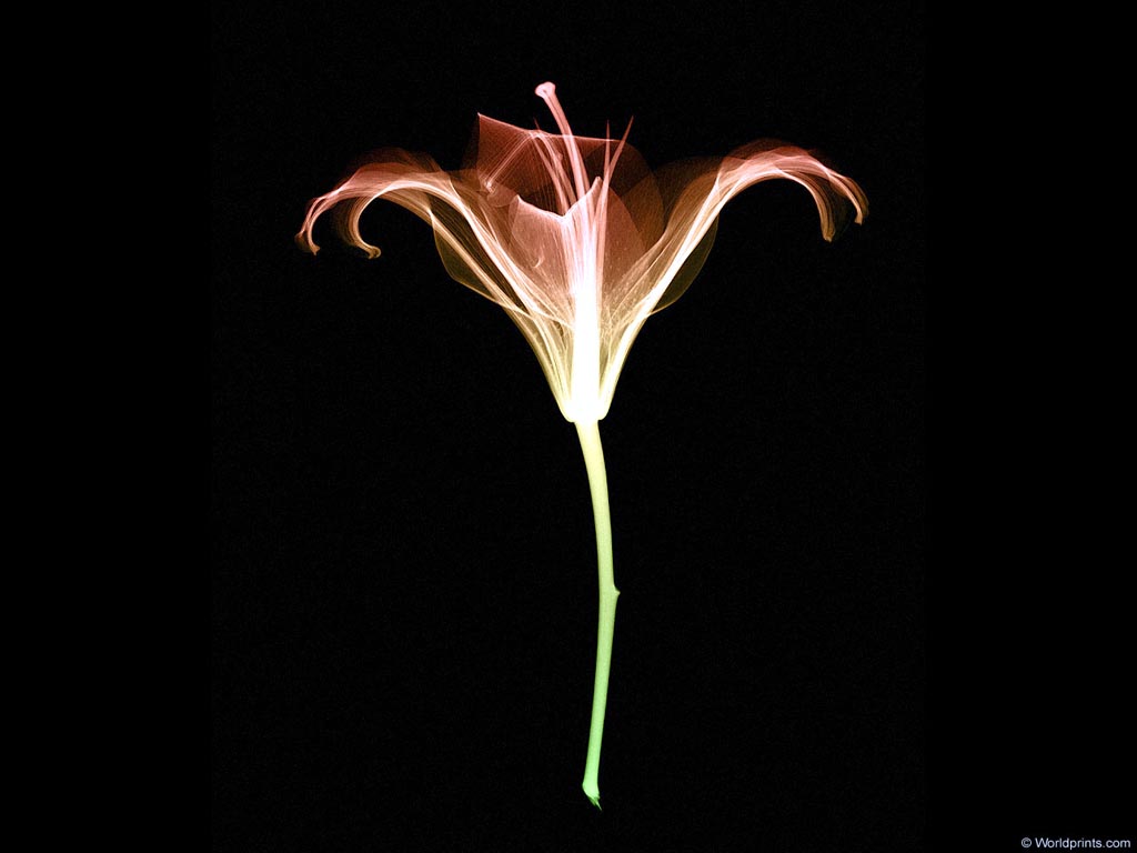 xray_flower4
