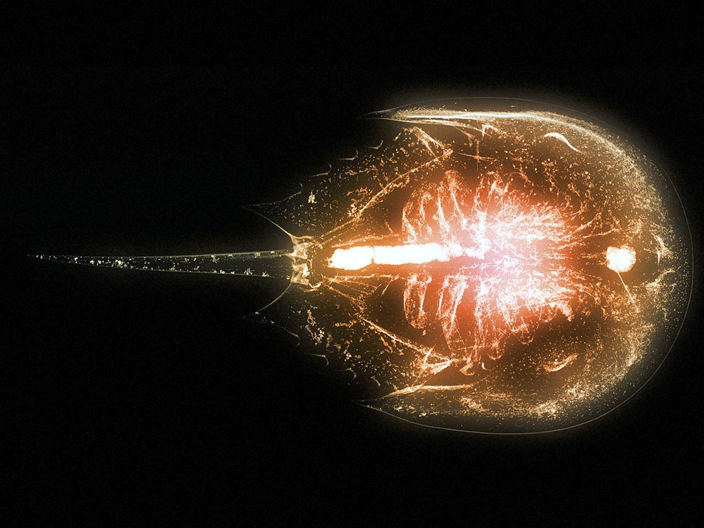 xray_horseshoecrab