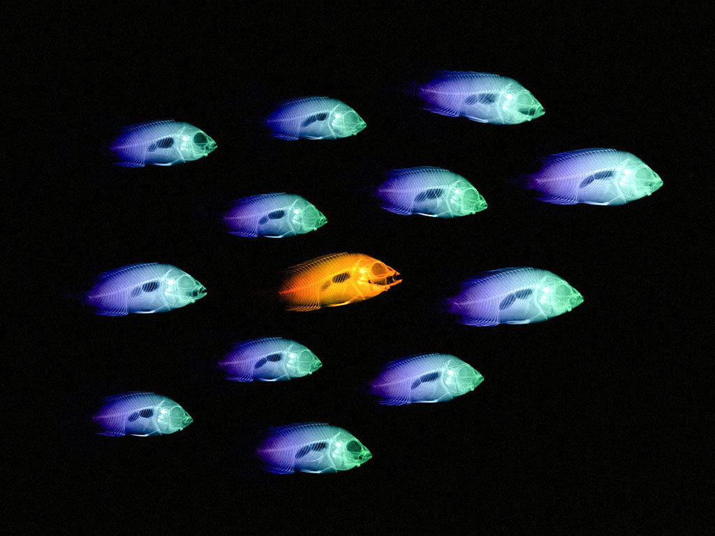 xray_oddfish