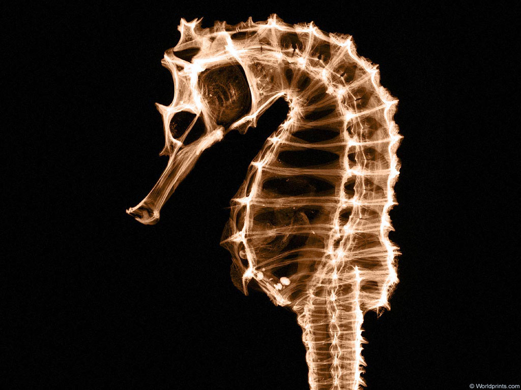 xray_seahorse1