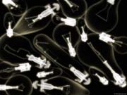 XRAY_L4
