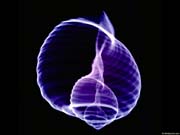 XRAY_S3
