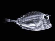 xray_fish1