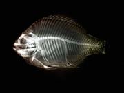 xray_fish2