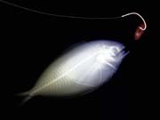 xray_fishbait