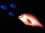 xray_fishpredator