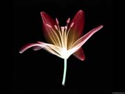 xray_flower