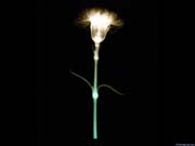 xray_flower2