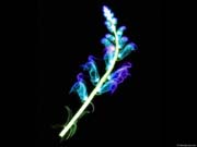 xray_flower3