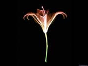 xray_flower4