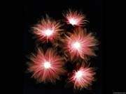 xray_flowers