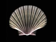 xray_scallopshell