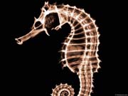 xray_seahorse2